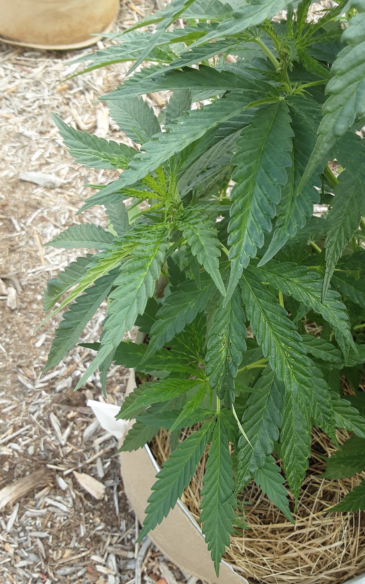 Having issues with two of my outdoor plants 2