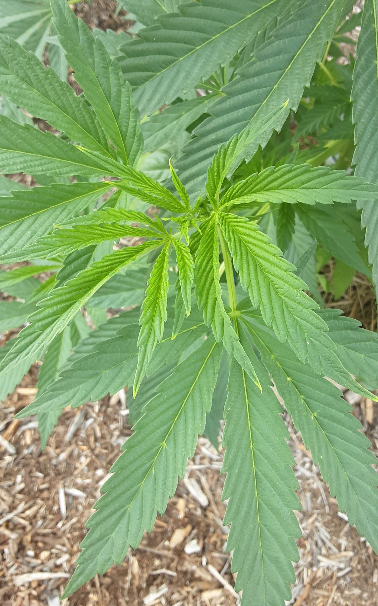 Having issues with two of my outdoor plants 4
