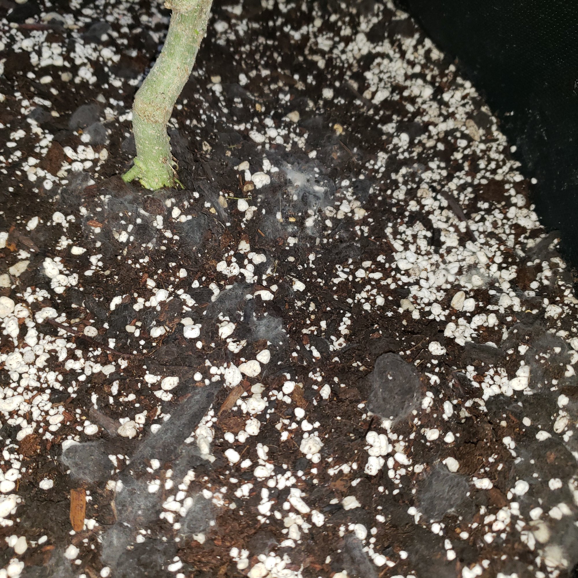 Having mildew or molding issue in the soil and now it is appearing on the leaves 3