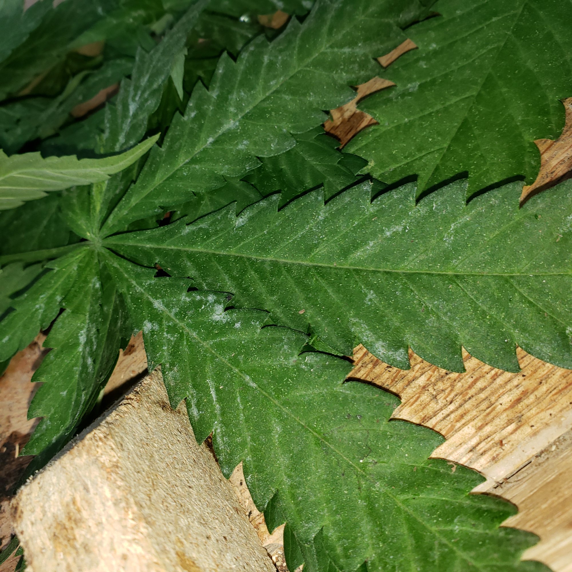 Having mildew or molding issue in the soil and now it is appearing on the leaves 4