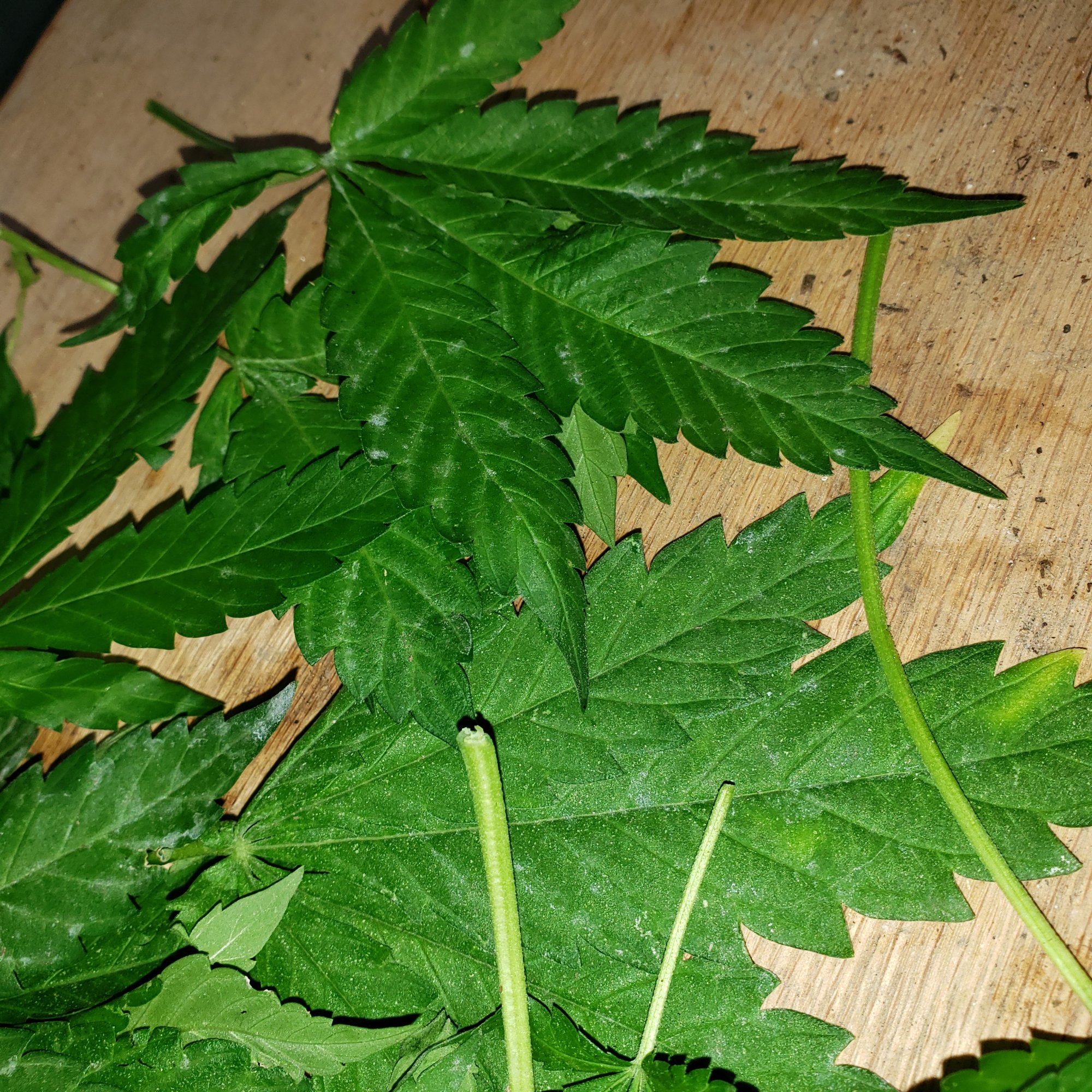 Having mildew or molding issue in the soil and now it is appearing on the leaves 5