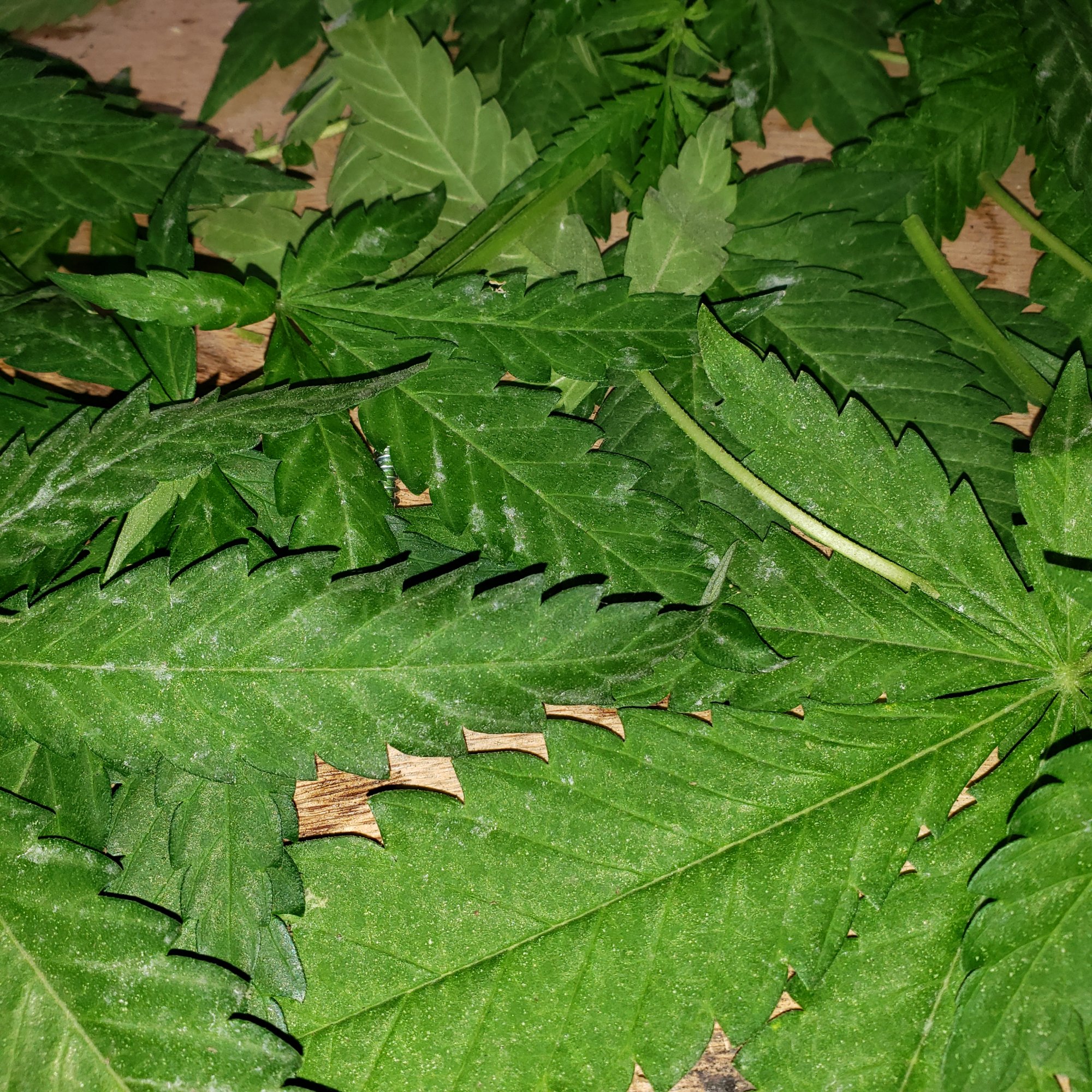Having mildew or molding issue in the soil and now it is appearing on the leaves 6