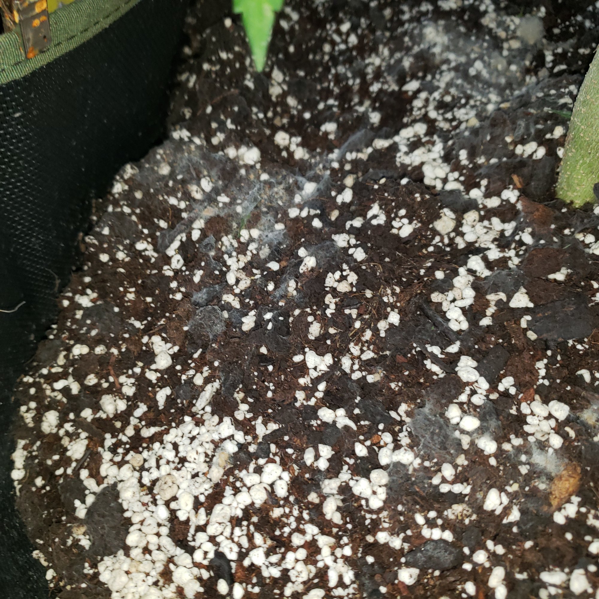 Having mildew or molding issue in the soil and now it is appearing on the leaves