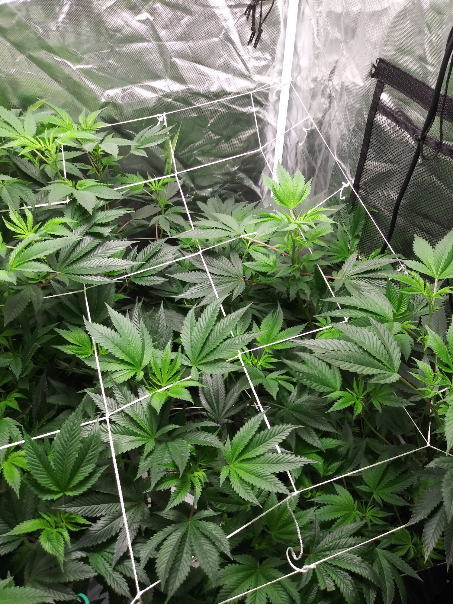 Having problems on my first grow need help please 2