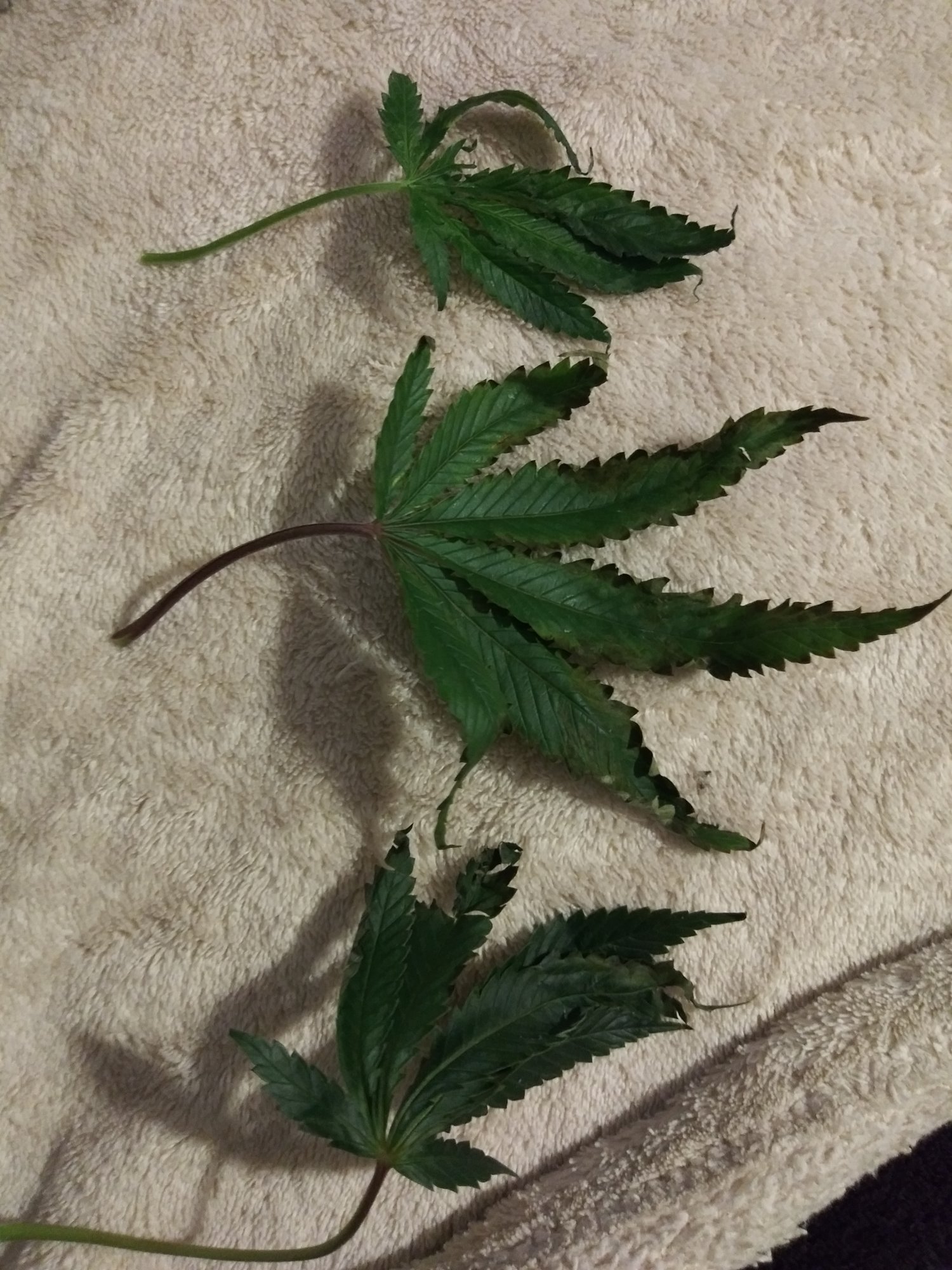Having problems on my first grow need help please 5