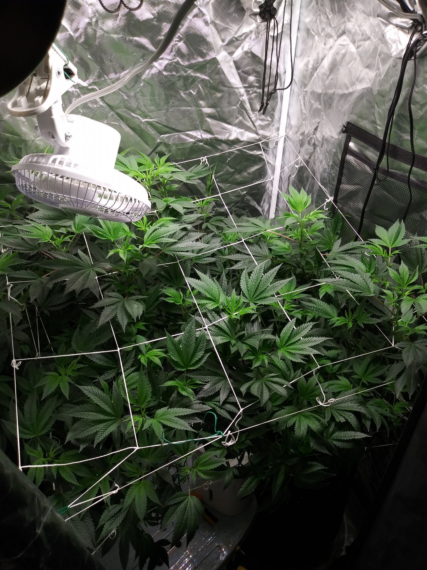Having problems on my first grow need help please