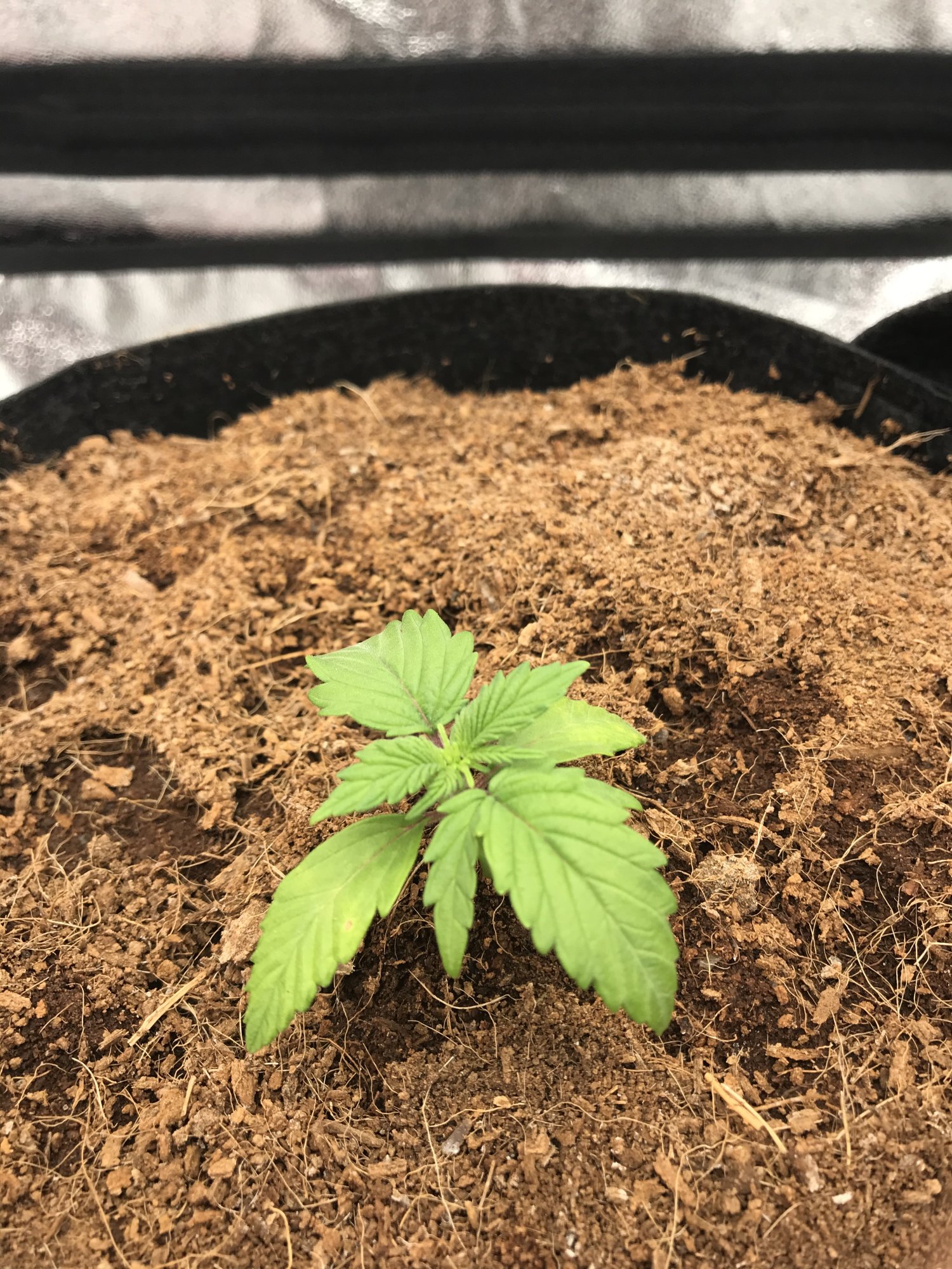 Having problems with my first grow