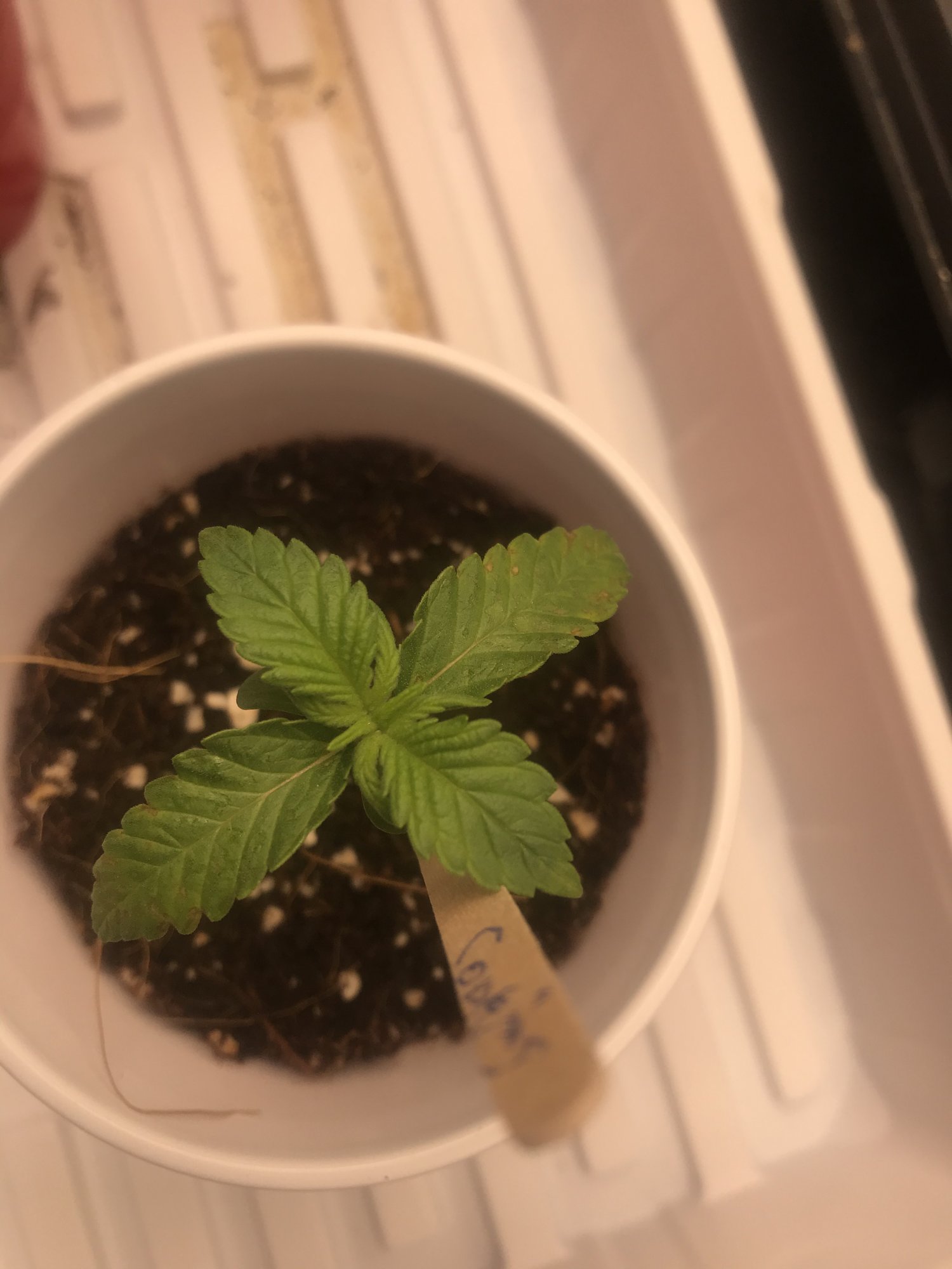 Having some issues with 1 plant of 4 2