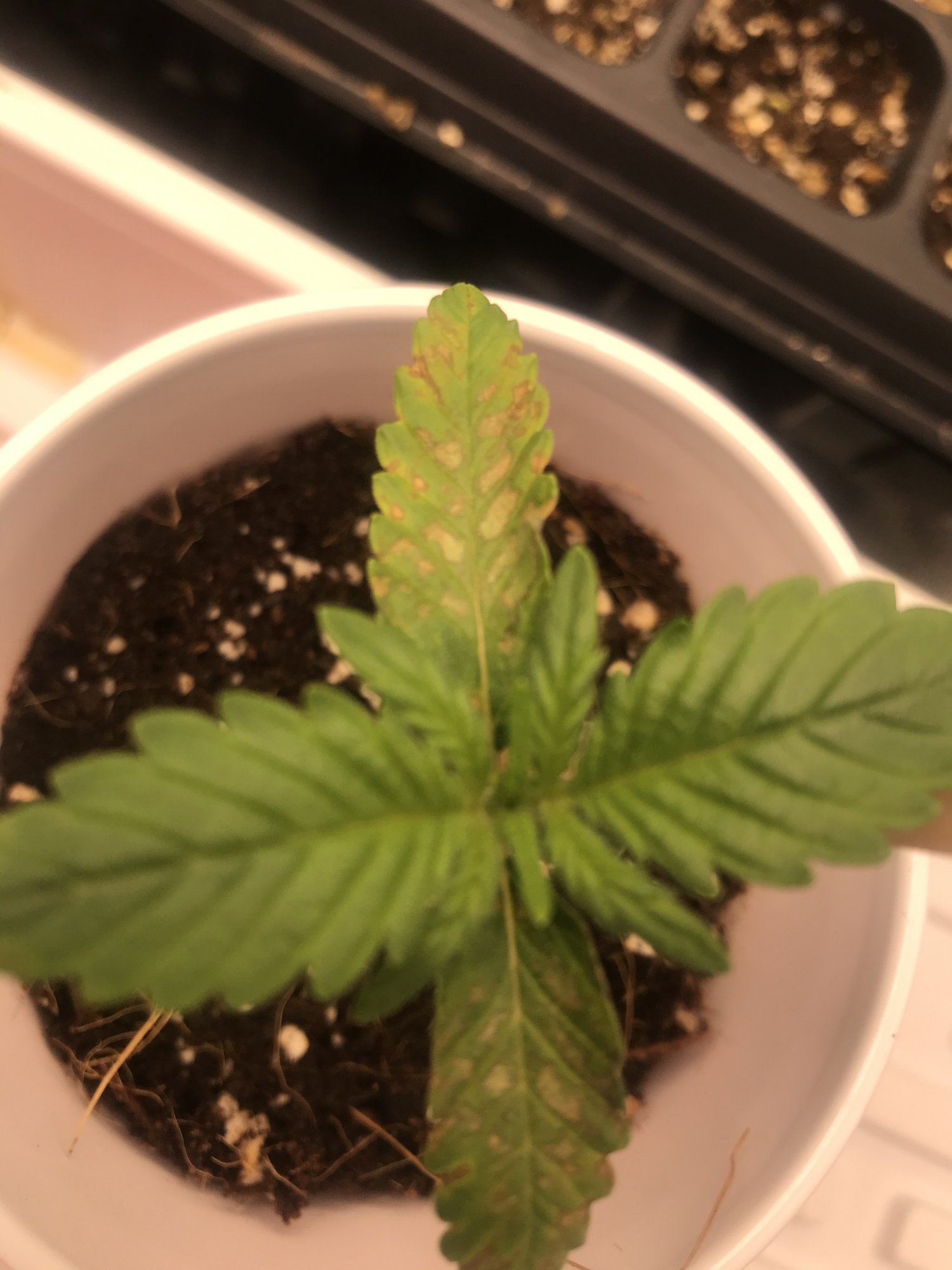 Having some issues with 1 plant of 4