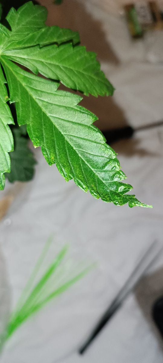 Having some more plant issues 3