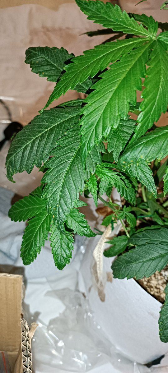 Having some more plant issues 4