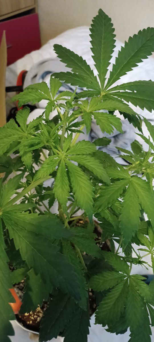 Having some more plant issues 5