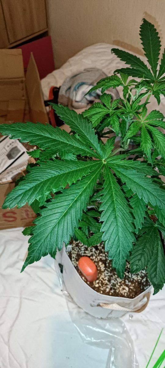 Having some more plant issues 6