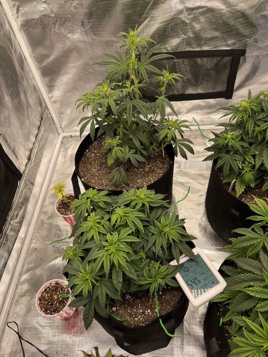 Having some problems with indoor growing first time
