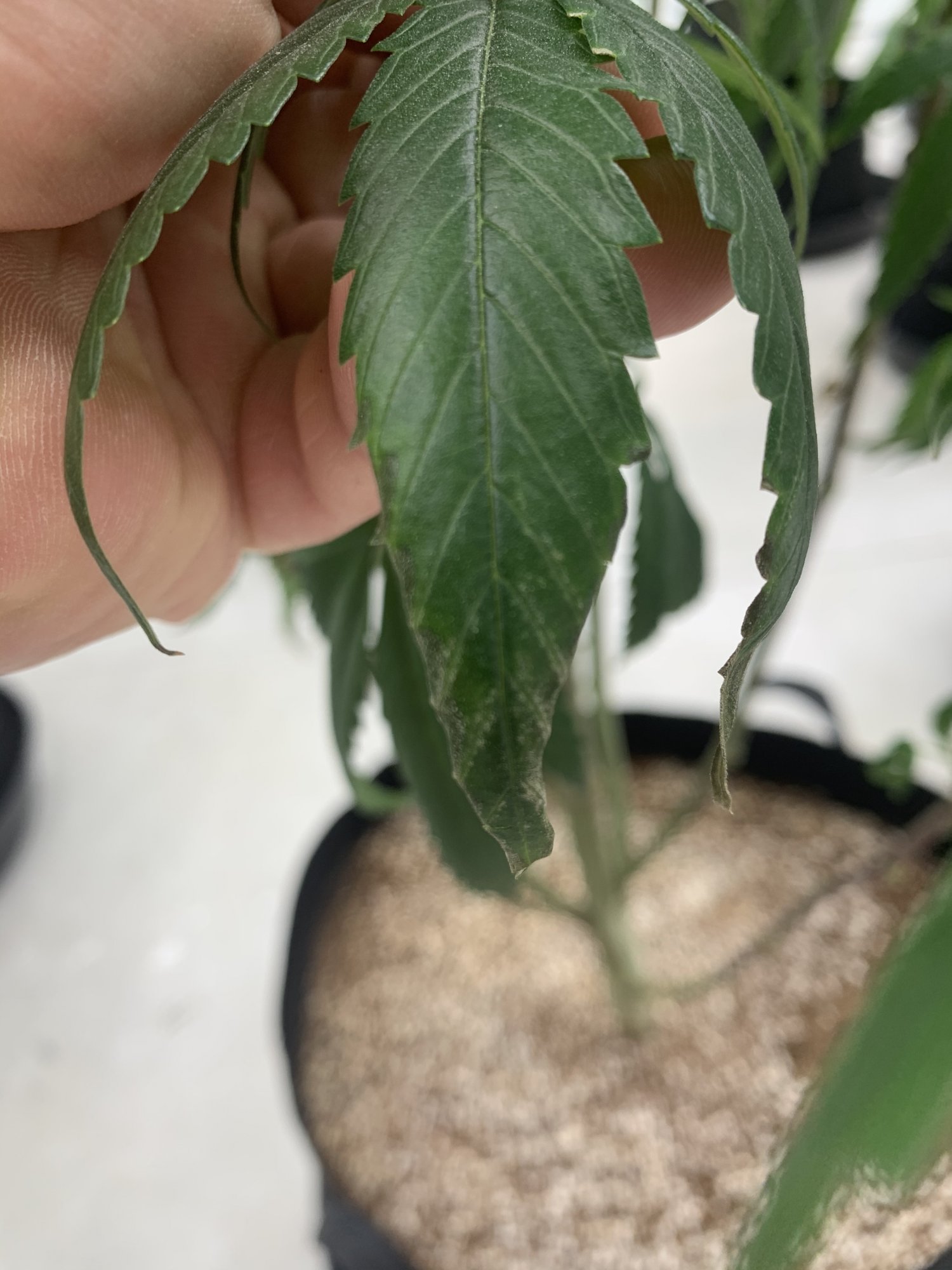 Having some trouble after switching to flower 5