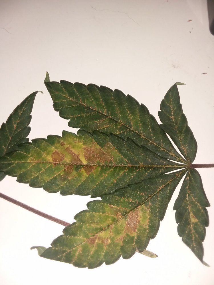 Having trouble brown yellow spots cant figure out 2