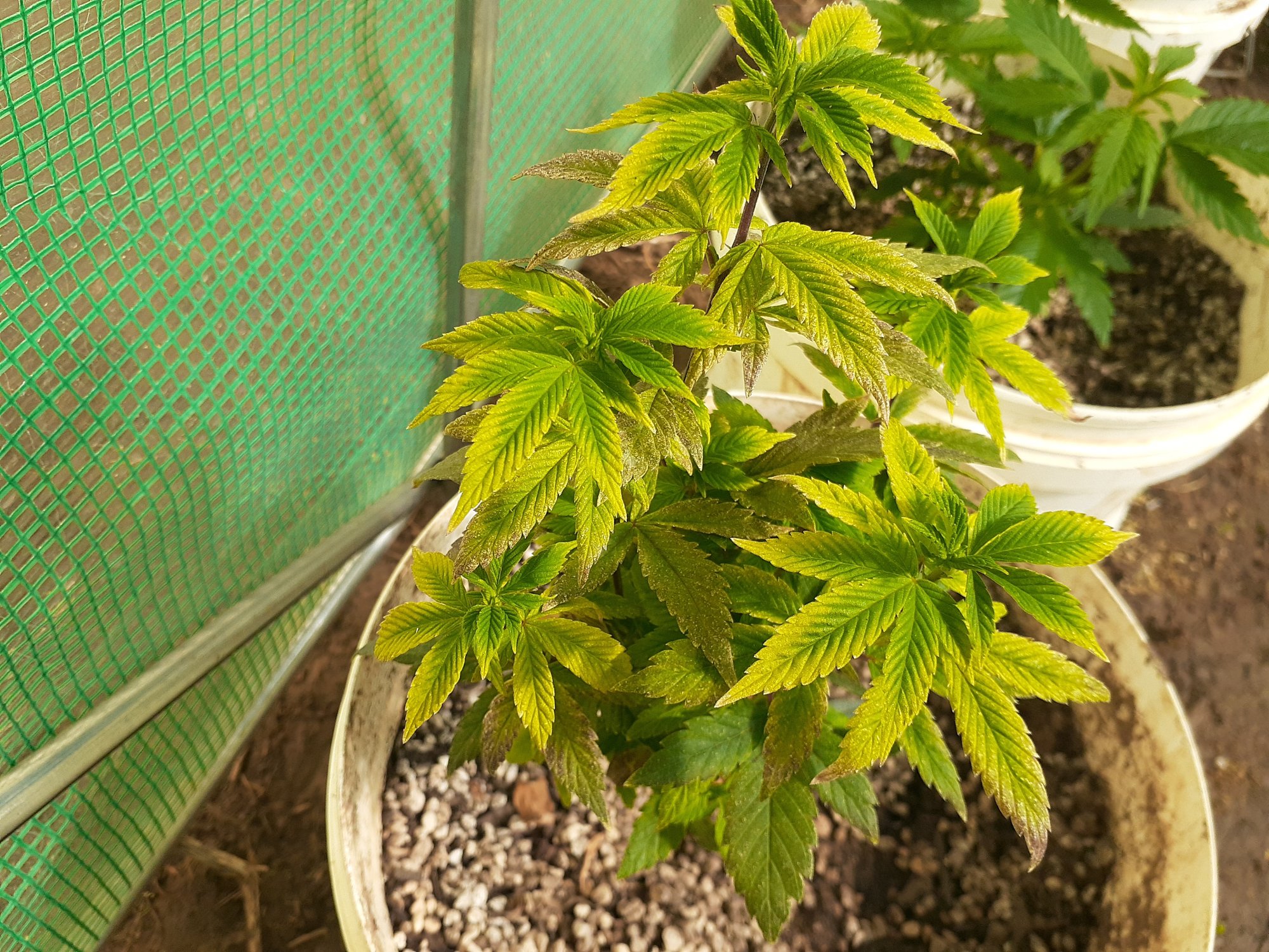 Having trouble my plant is very yellow