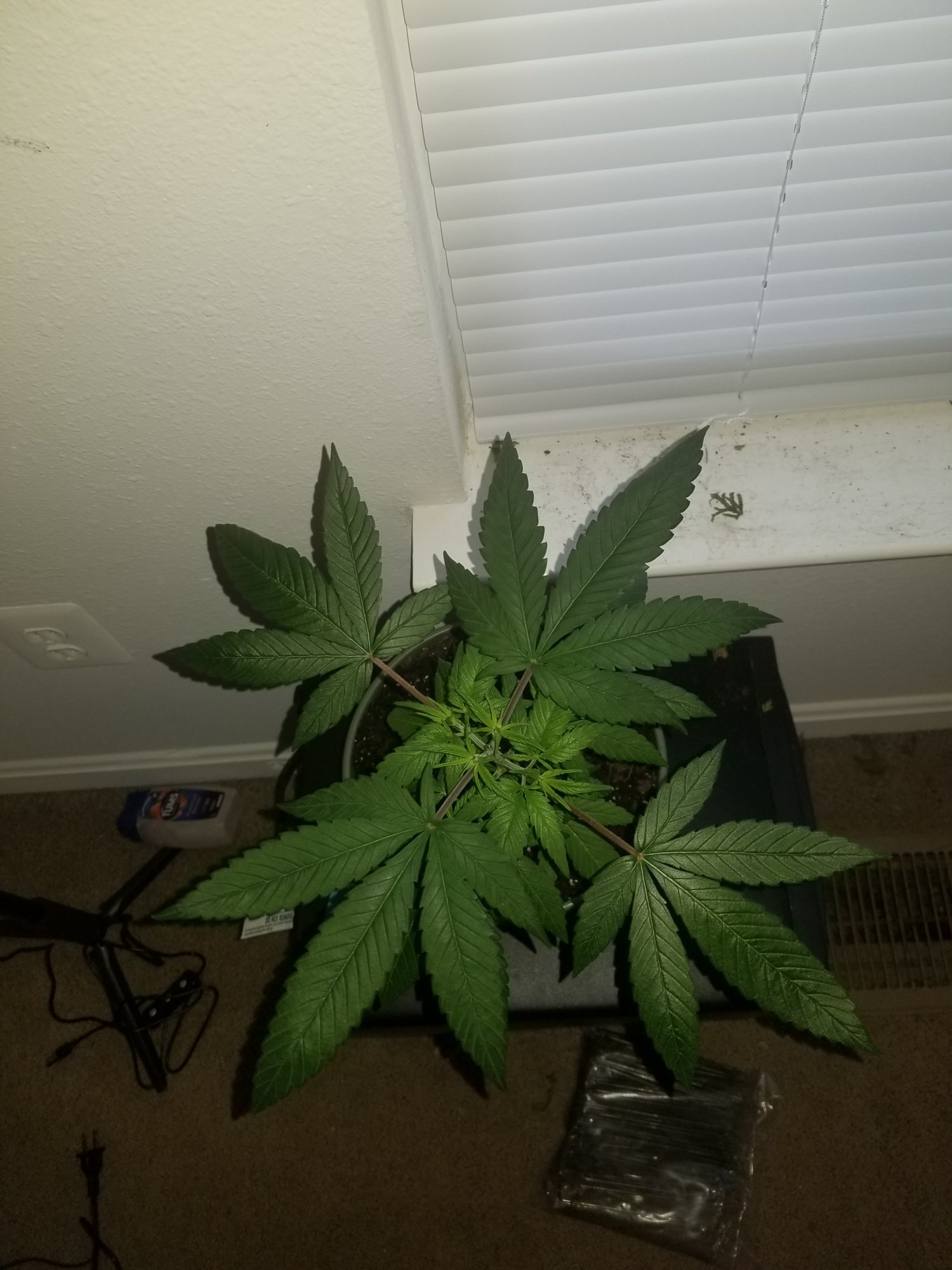 Having trouble transplanting from pot 2