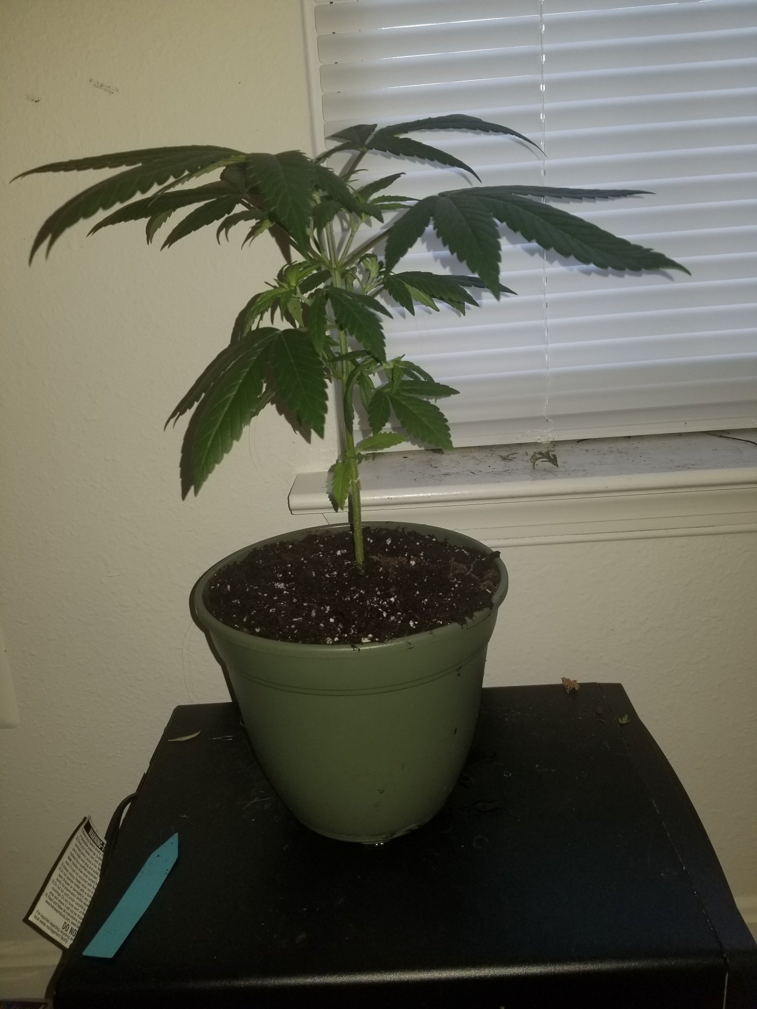 Having trouble transplanting from pot 3