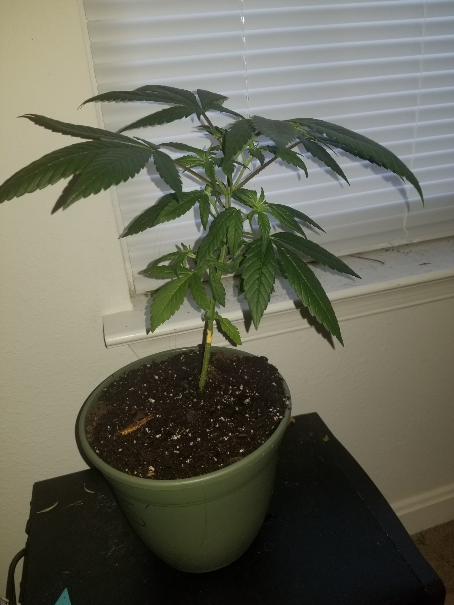 Having trouble transplanting from pot