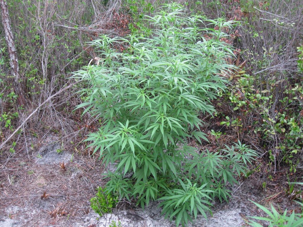 Haze2 8 13