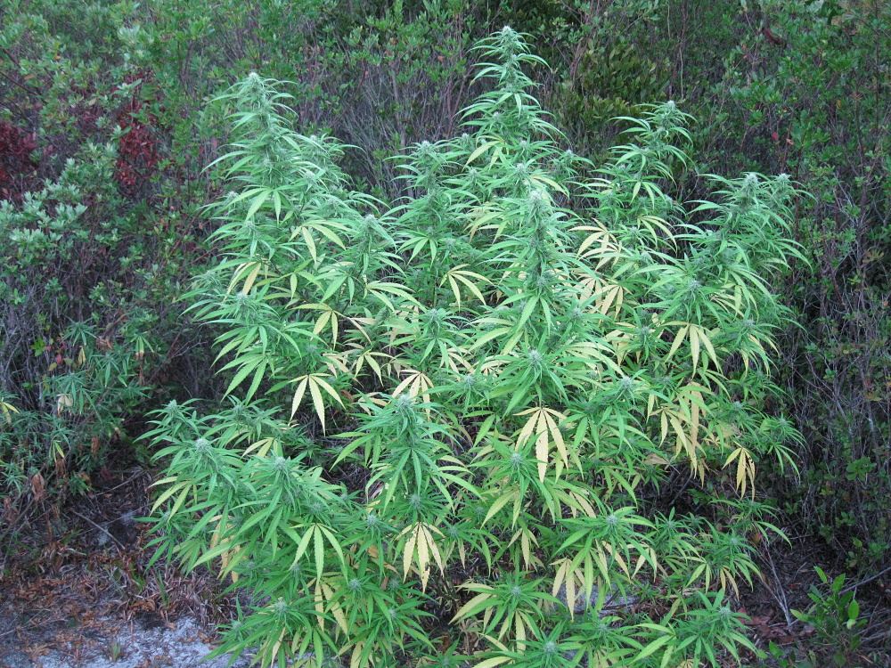 Haze2 9 20