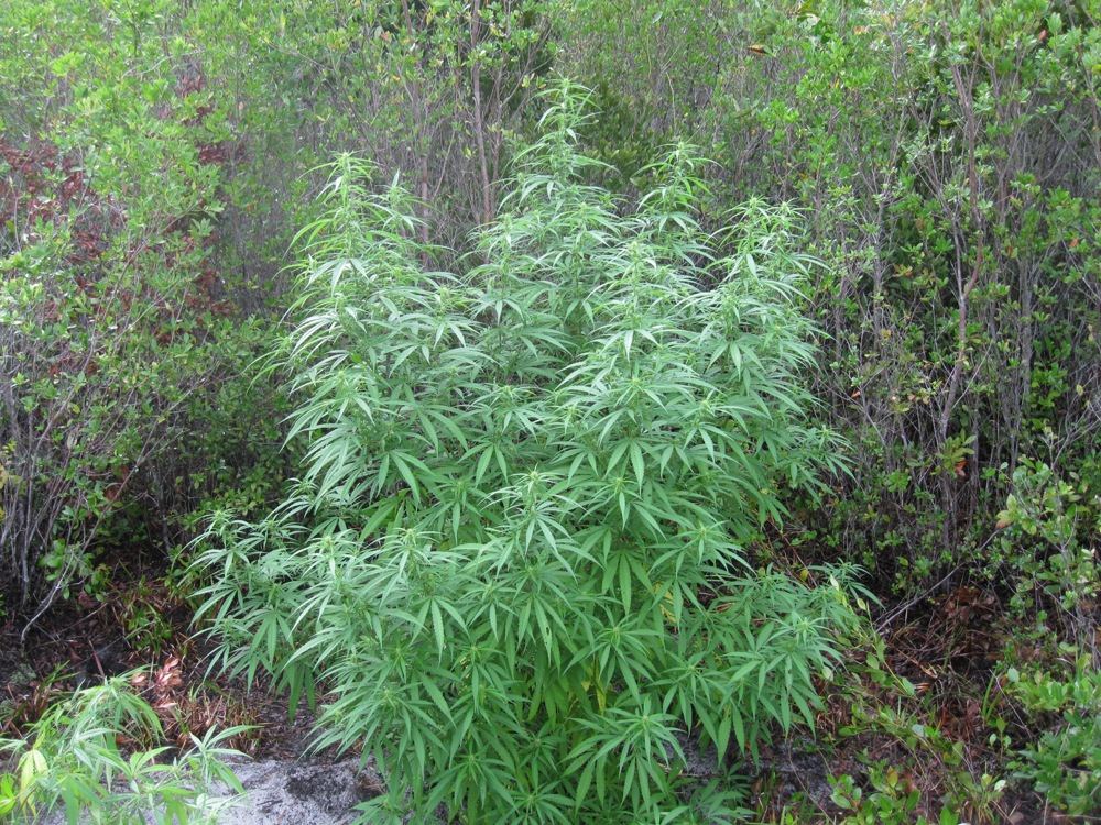 Haze2 9 4