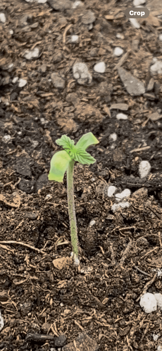 Haze Day 6 First True Leaves