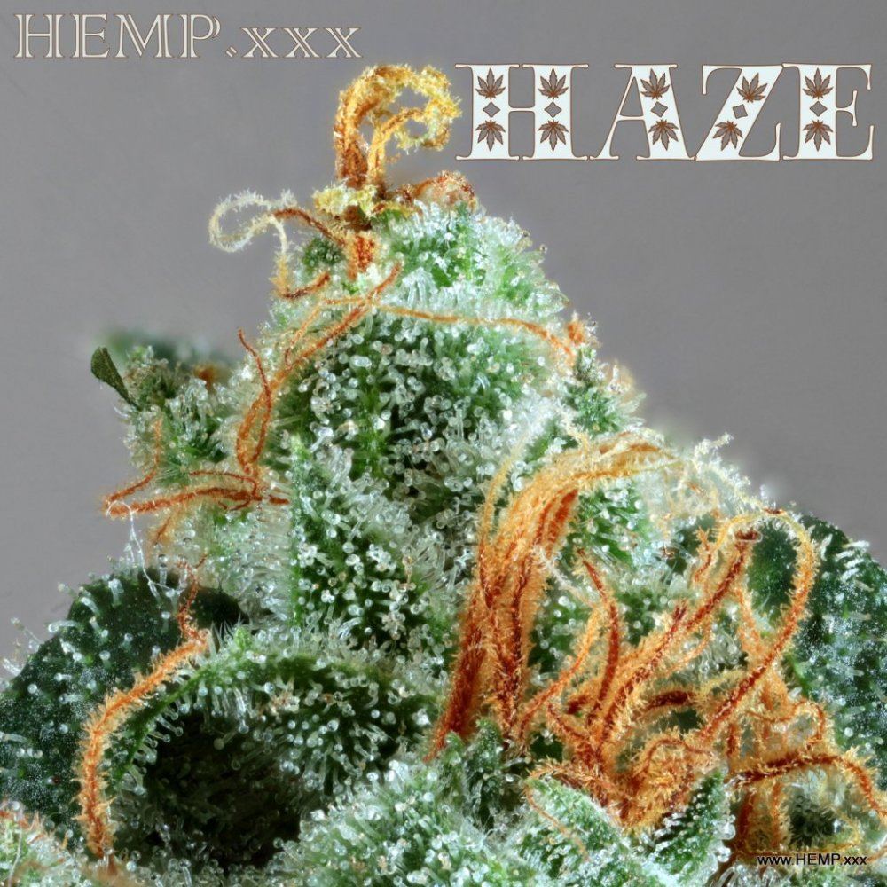 HAZE
