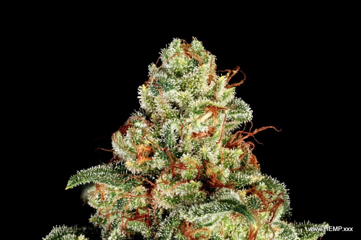 HAZE