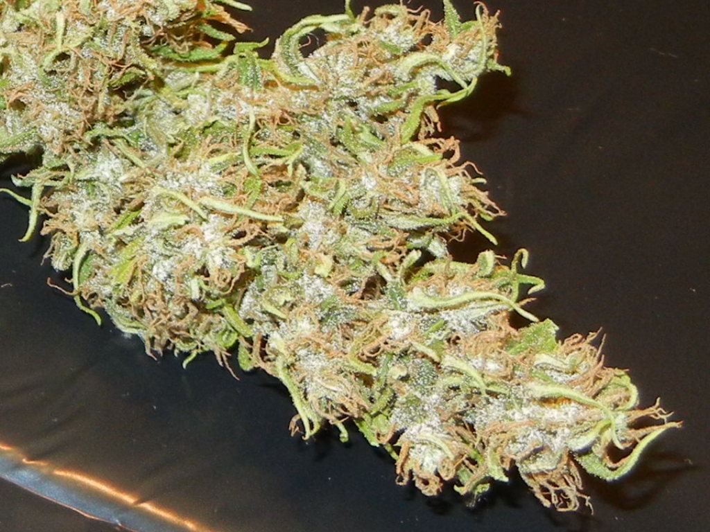 Haze n holidaze 076