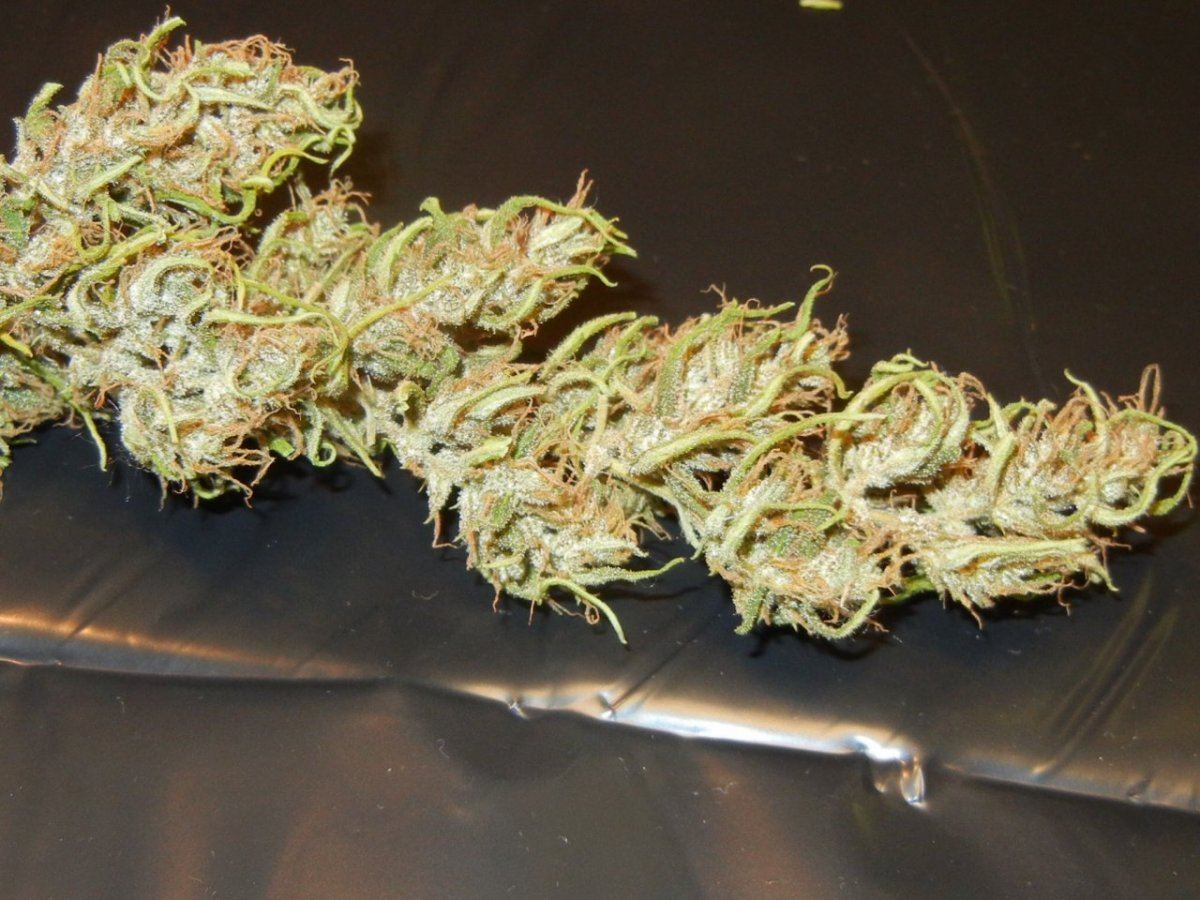 Haze n holidaze 078