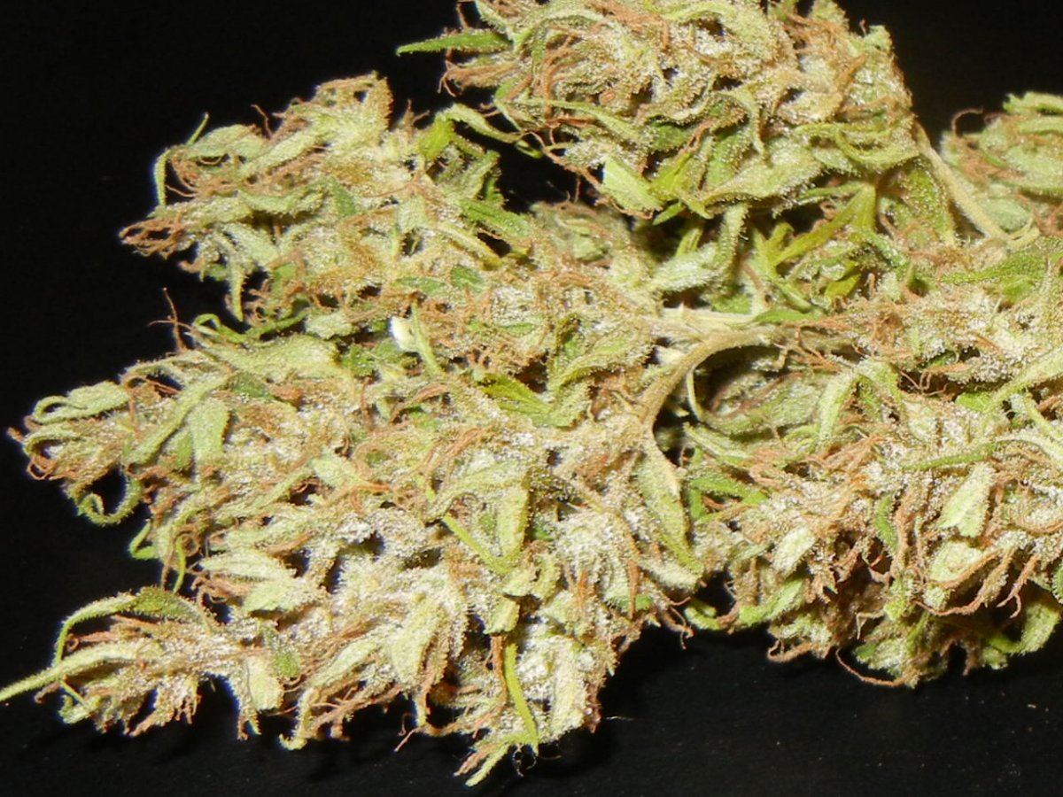 Haze n holidaze 088