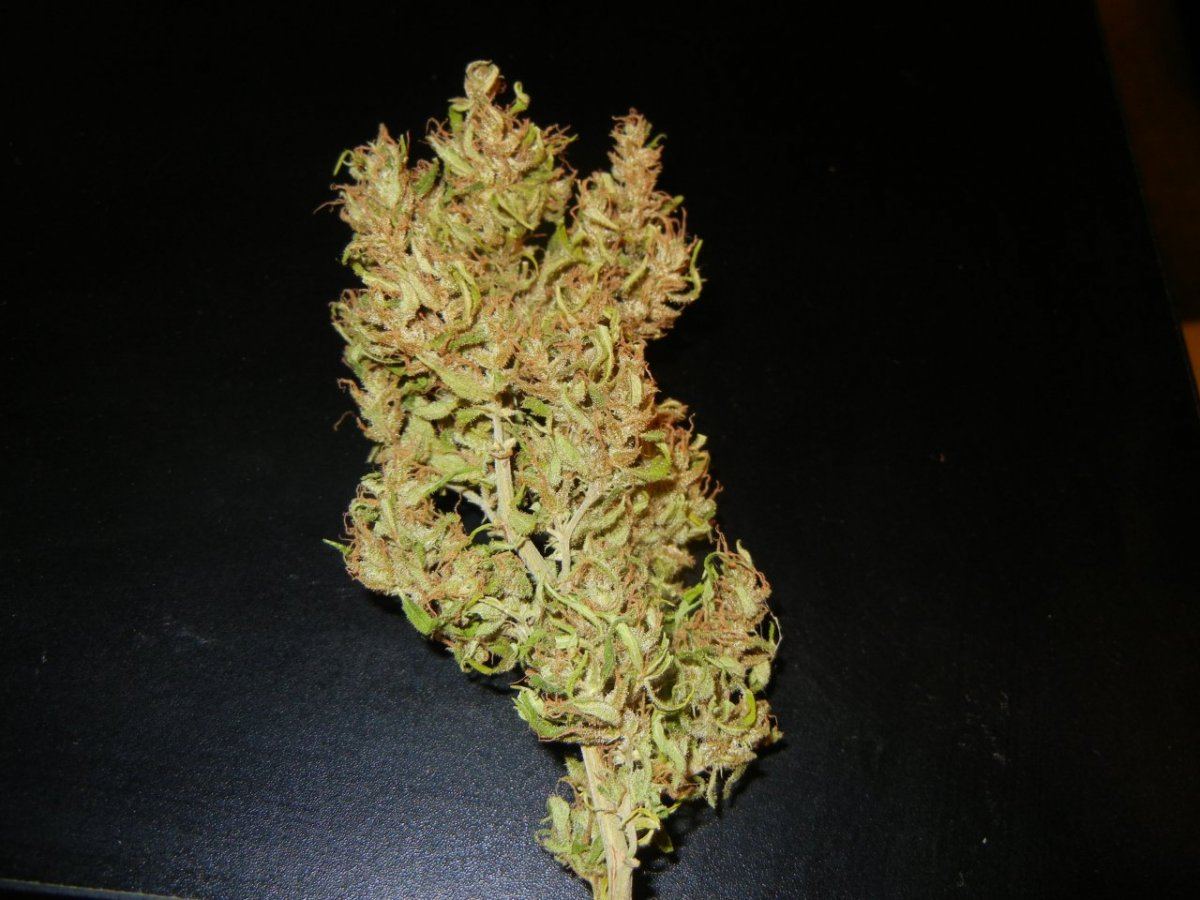 Haze n holidaze 089