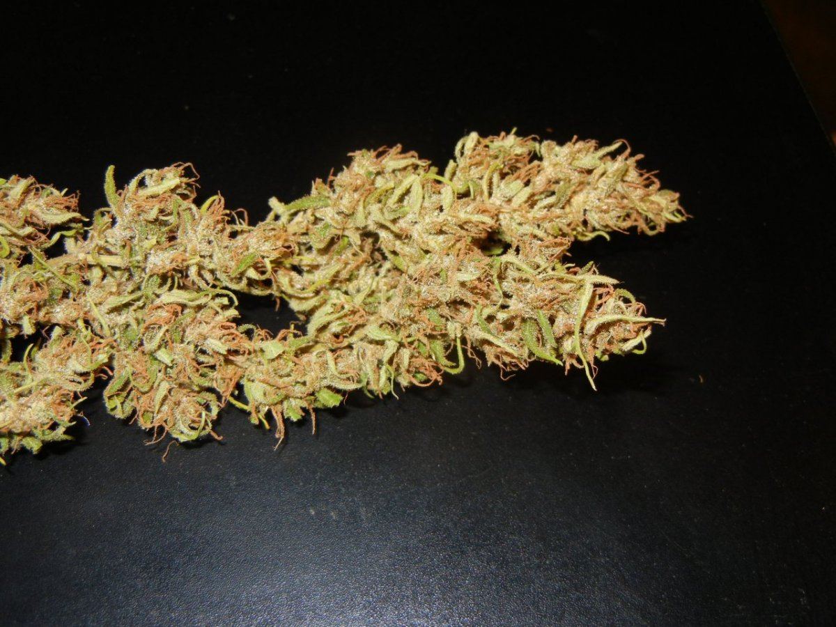 Haze n holidaze 091