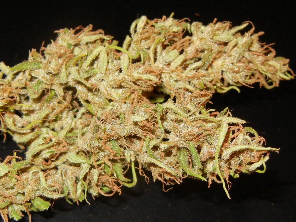 Haze n holidaze 092