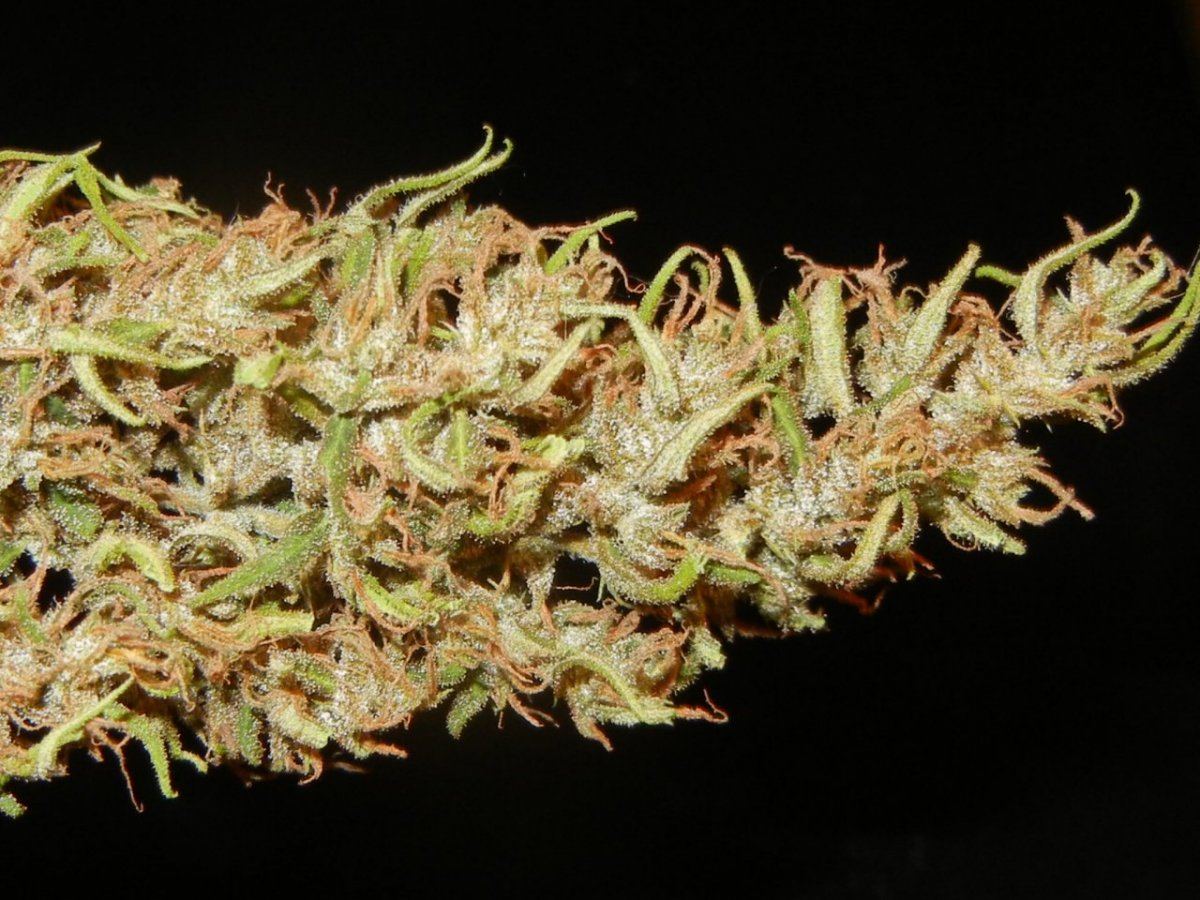 Haze n holidaze 095