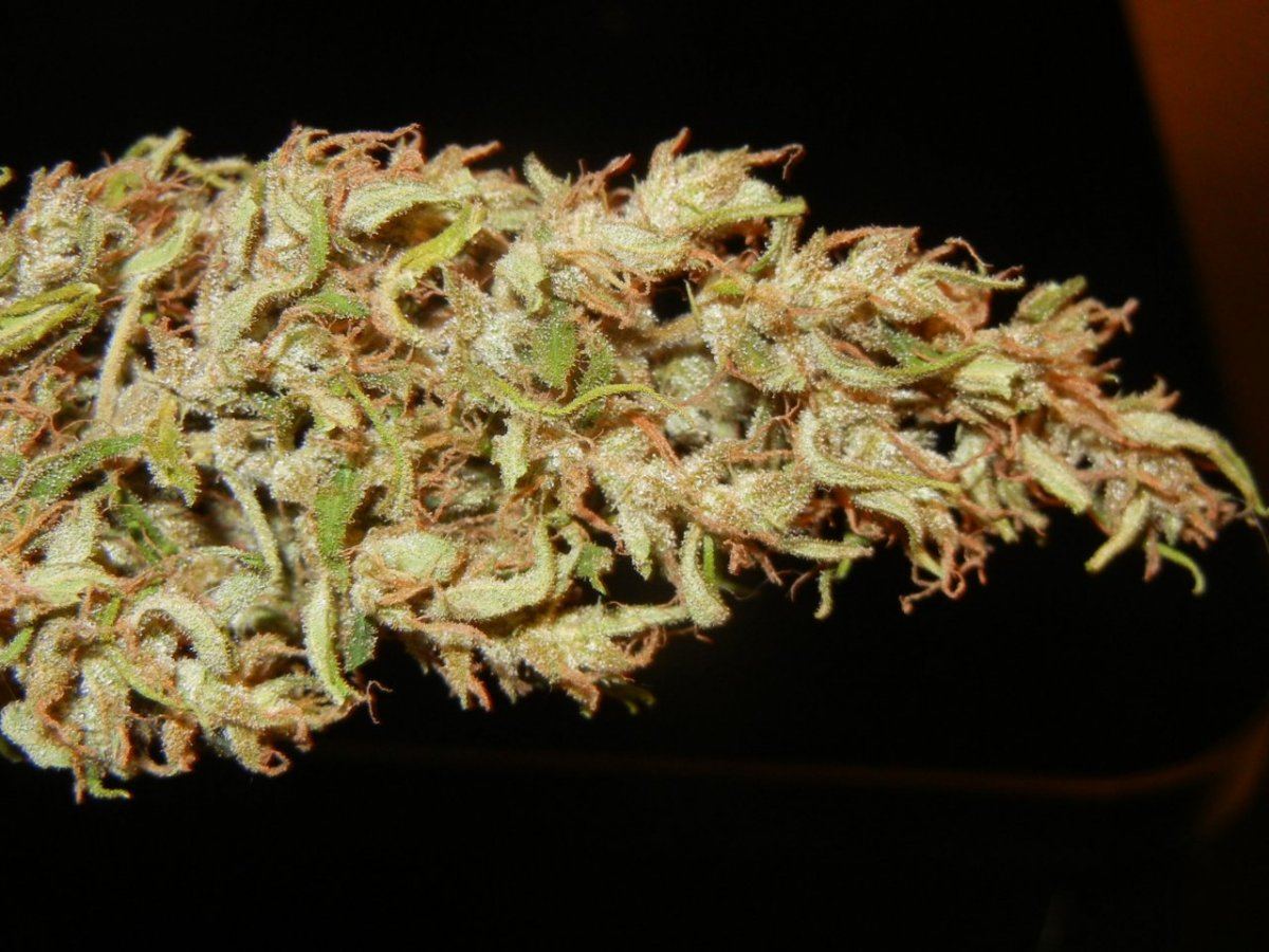 Haze n holidaze 098