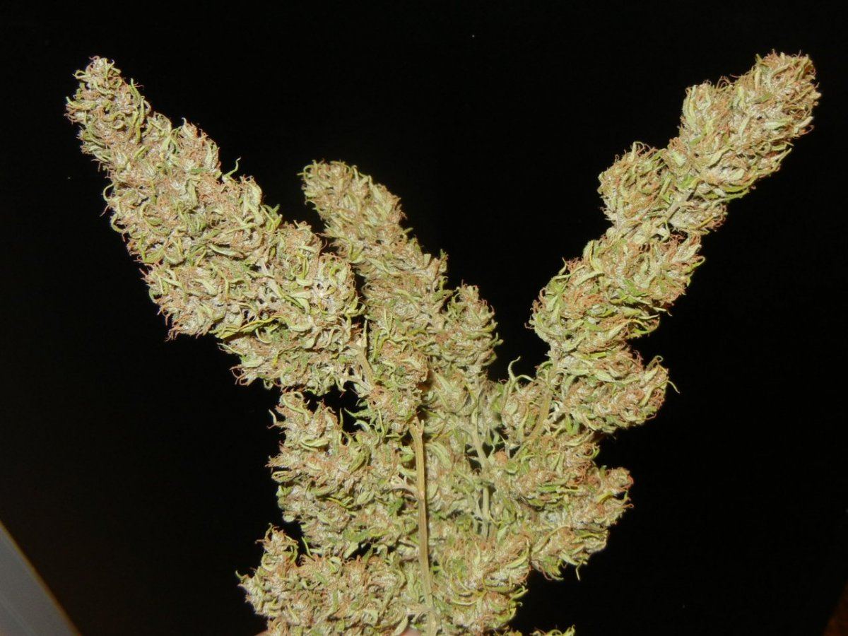 Haze n holidaze 114