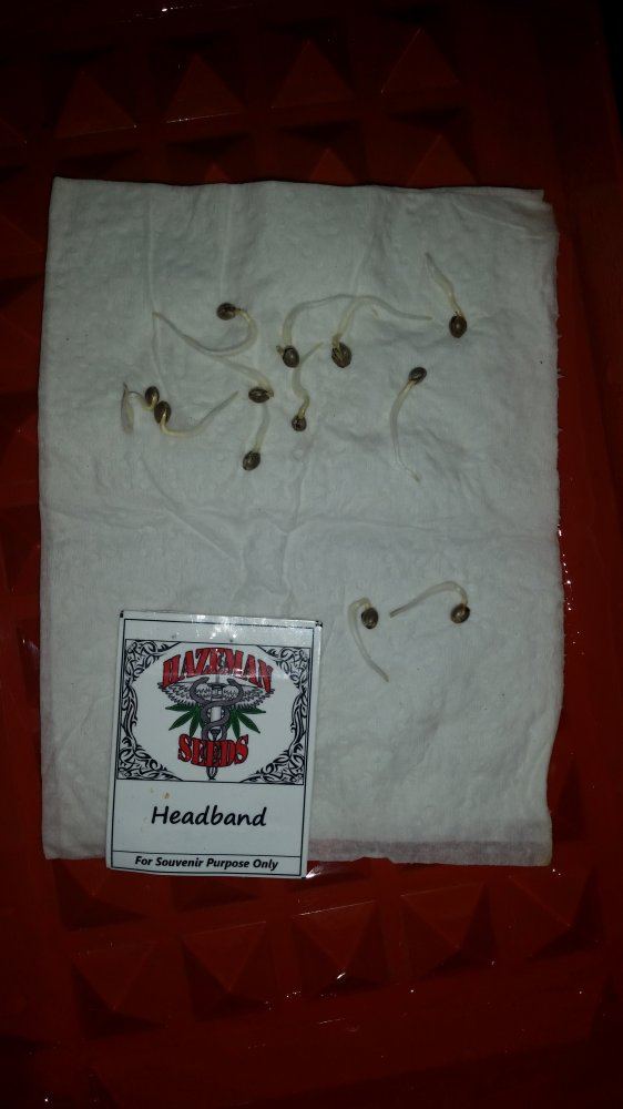 Hazemans headband