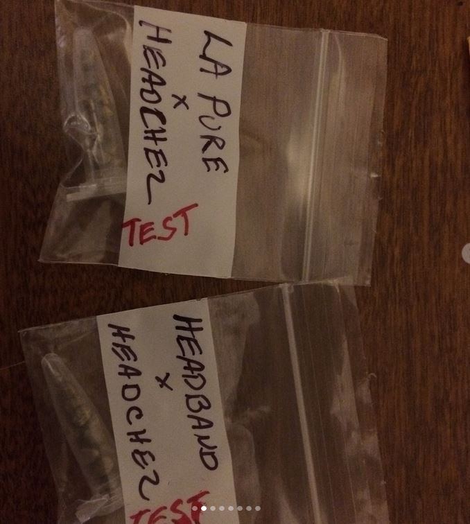 Hazemen seeds