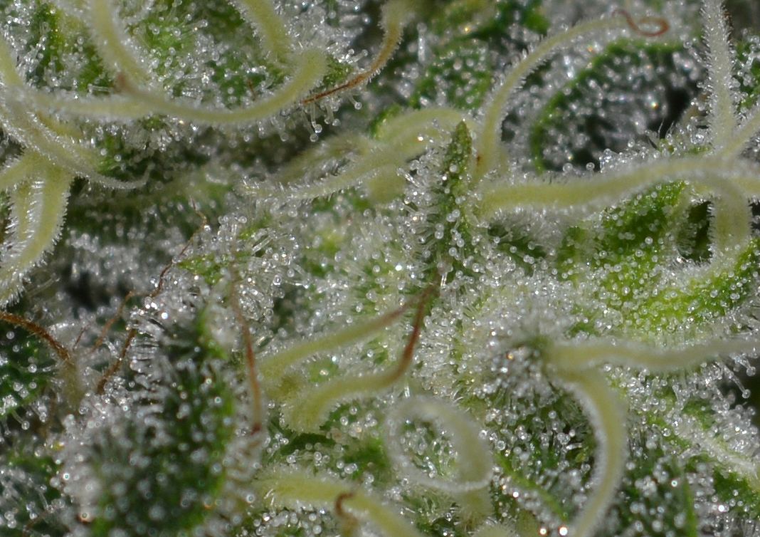 Hazyfrost