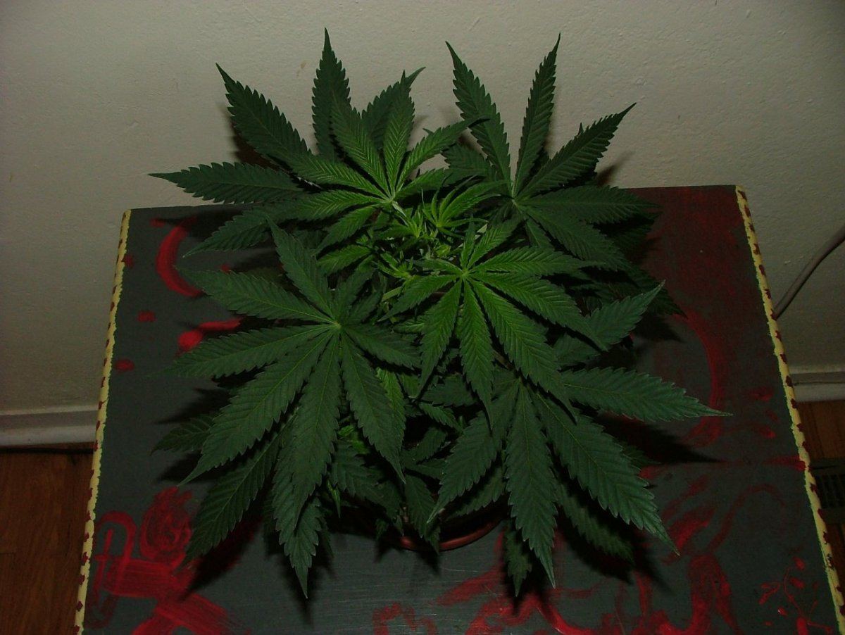 HB 1 3