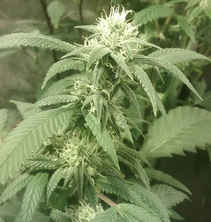 Hb x hc 4 bud shot