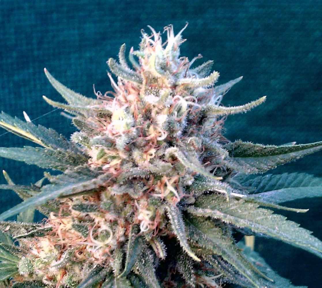 Hbx  44 days