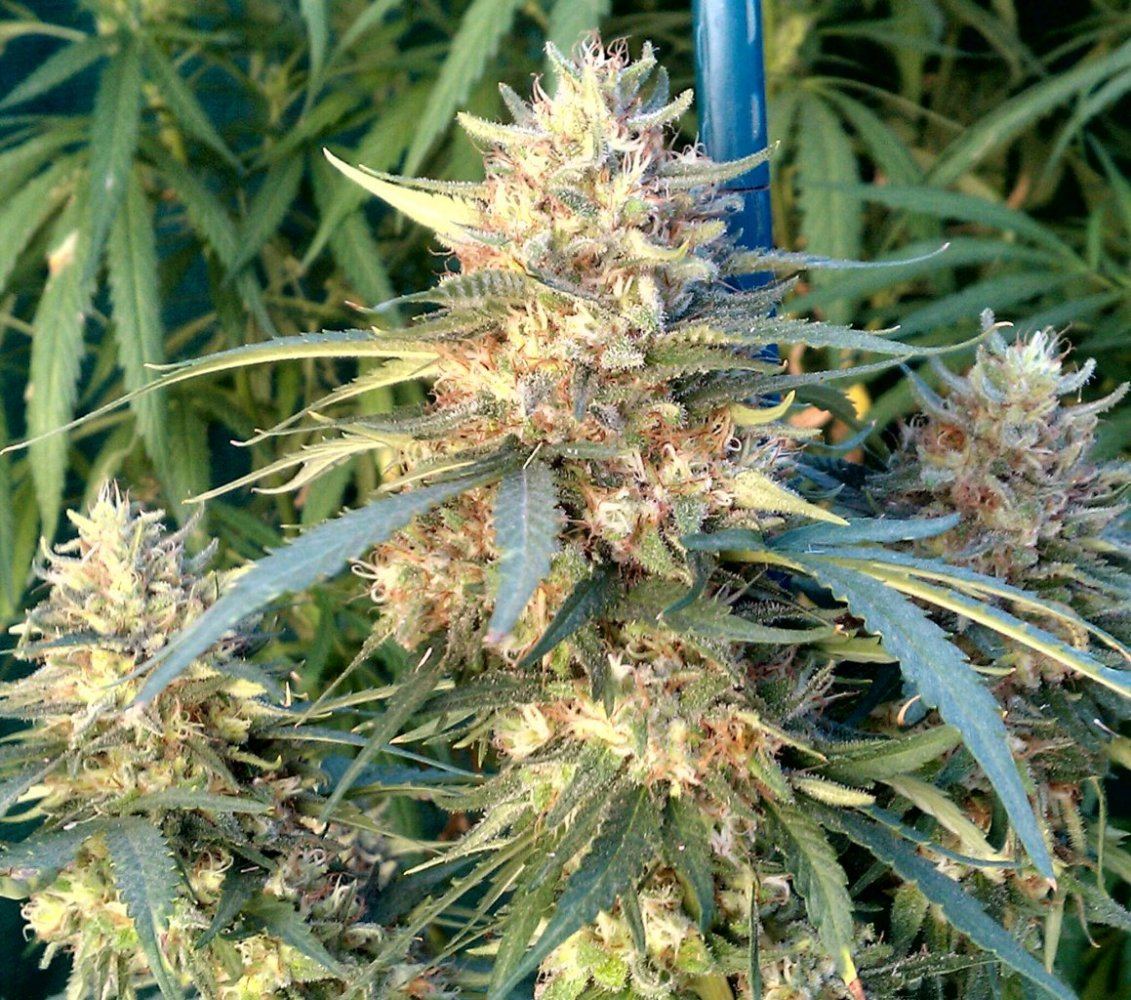 Hbx  46 days