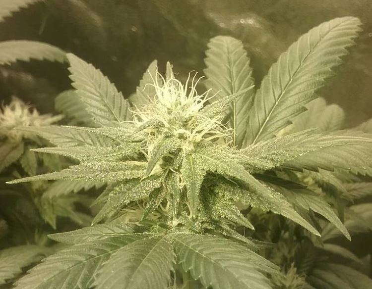 Hbxhc2 bud shot