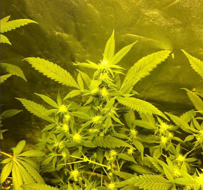 Hbxhc flower 4 29