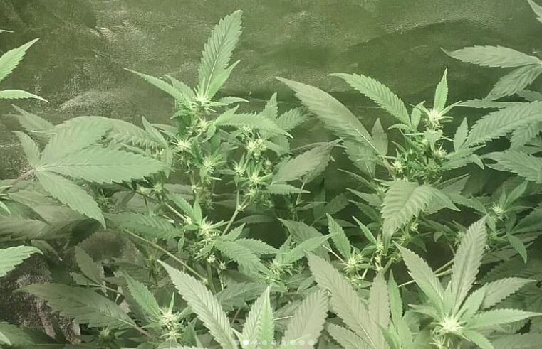 Hbxhc flower