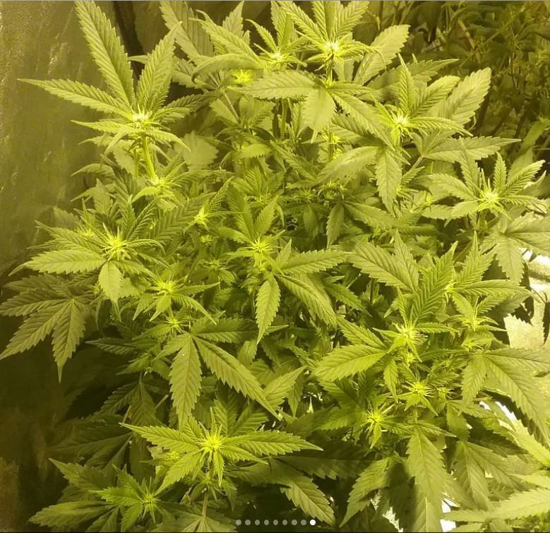Hbxhc flower1